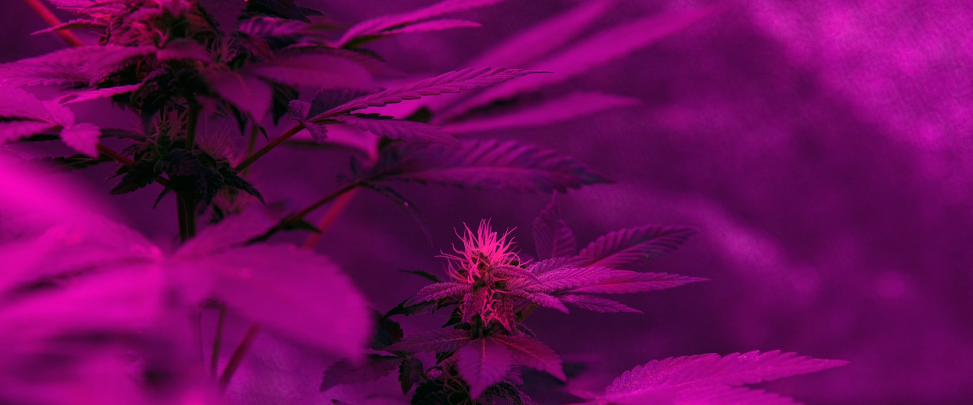 Is thcp stronger than thc-o?