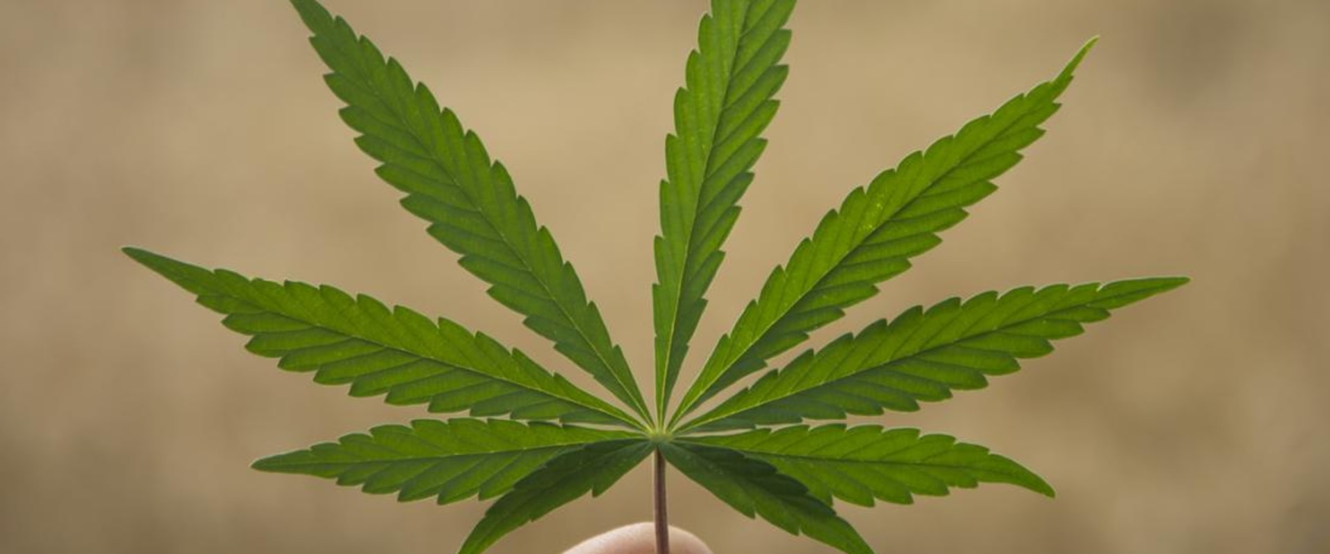 Can thc-o be used to treat cancer symptoms?