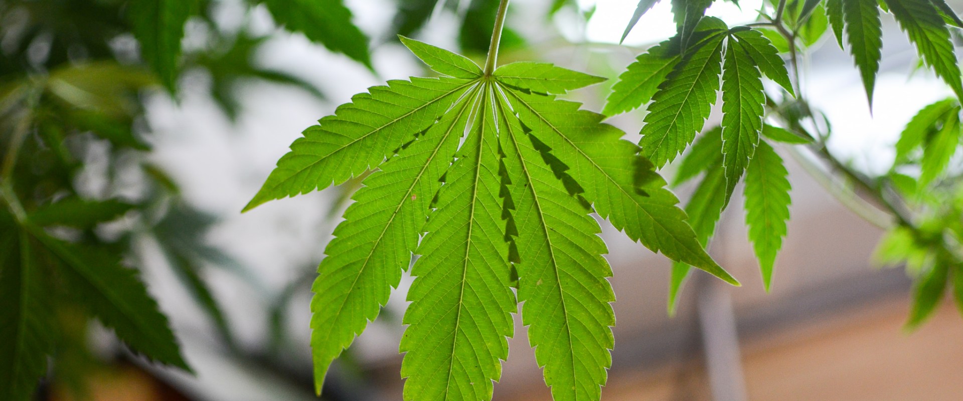 Is thc-o banned in florida?