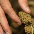 How does the potency of different strains of cannabis containing thc-o vary?