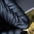 Are there any studies that have been conducted on the effects of using or consuming thc-o?