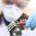 How is thc-o administered in medical settings?