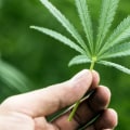 Is thc-o stronger than thc?