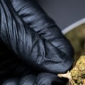 How is thc-o metabolized in the body?