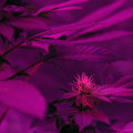 Is thcp stronger than thc-o?