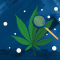 Are there any studies that have been conducted on how long it takes for different forms of cannabis containing different levels of thc-o to take effect?