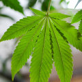 Is thc-o banned in florida?