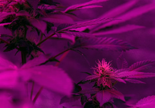 Is thcp stronger than thc-o?