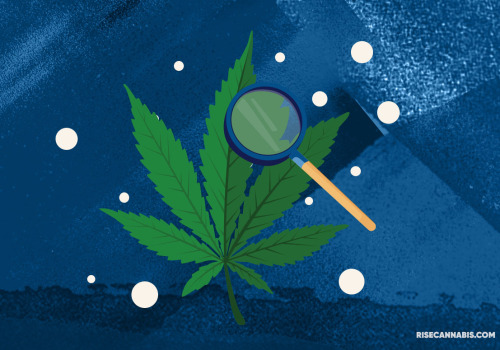 Are there any studies that have been conducted on how long it takes for different forms of cannabis containing different levels of thc-o to take effect?