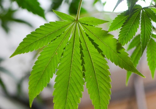 Is thc-o banned in florida?
